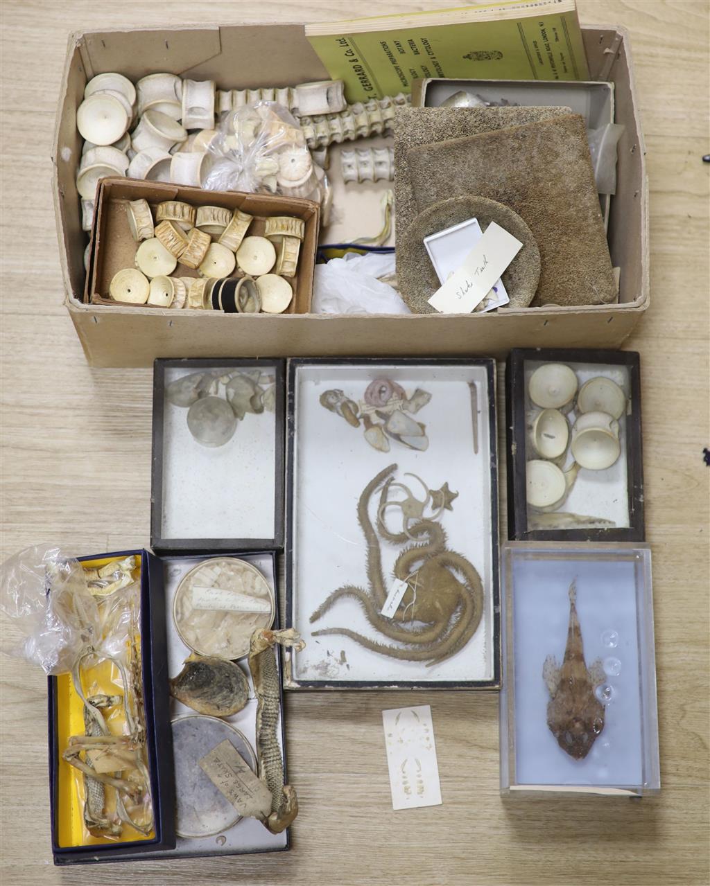 A collection of sea creature and reptile specimens, most collected before 1945,